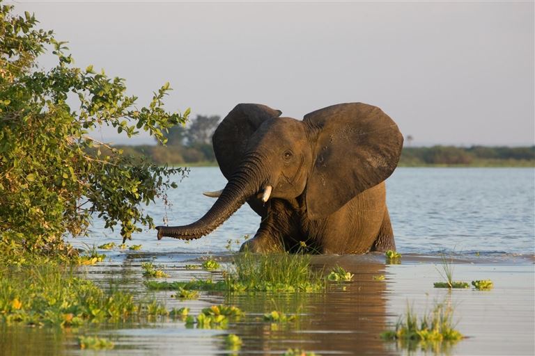 Ruaha ©SeppFriedhuber/istock